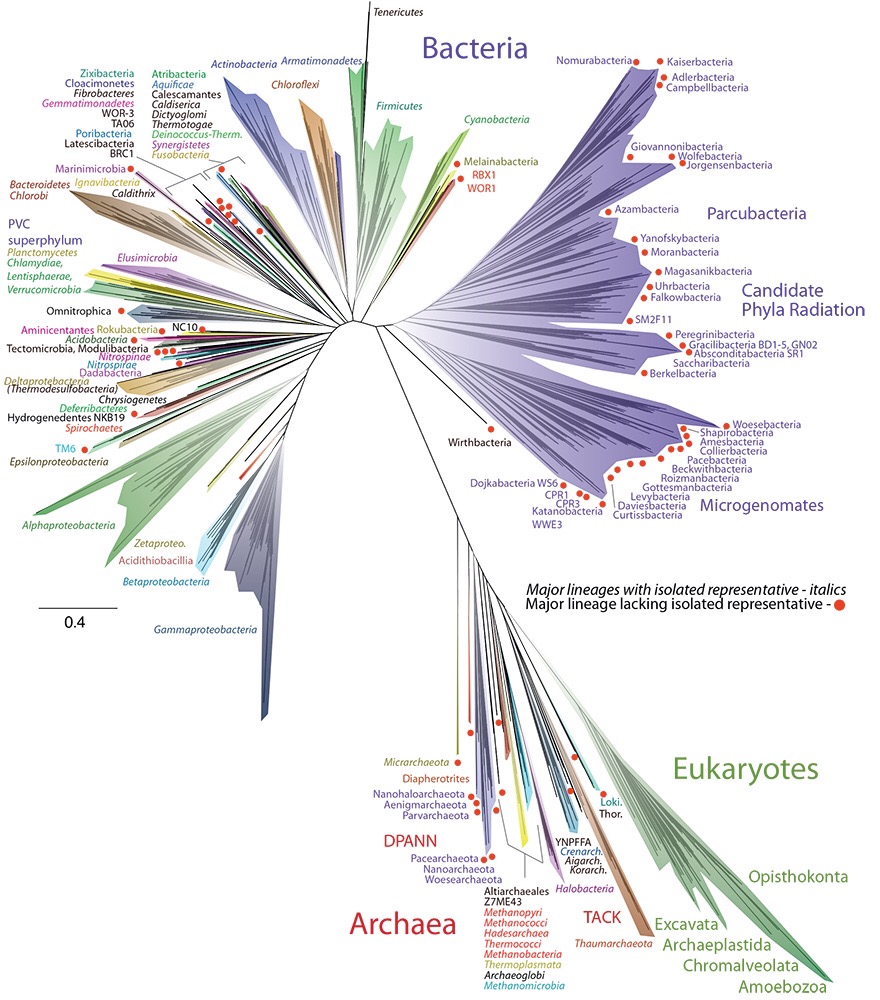 tree of life